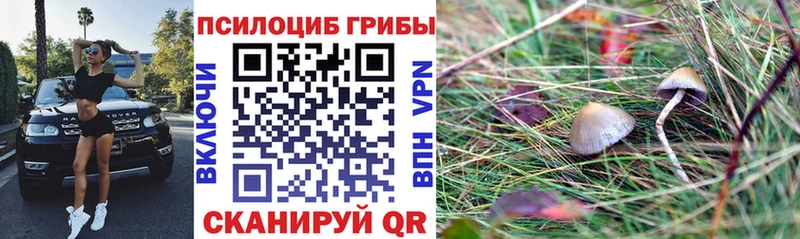 Галлюциногенные грибы Cubensis  где продают наркотики  Бузулук 